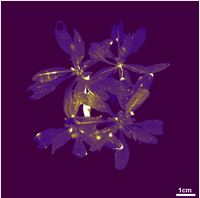 生物发光成像系统1