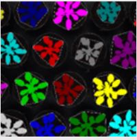 生物发光成像系统2