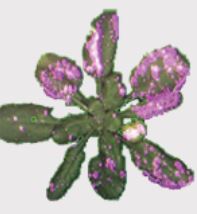 生物发光成像系统3